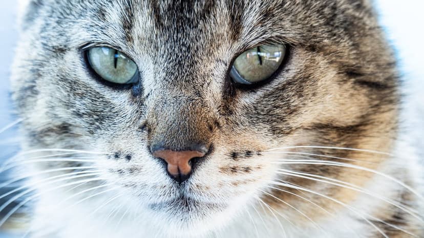Tabby cat with vivid green eyes and detailed facial markings stares directly forward with a soft bokeh background.