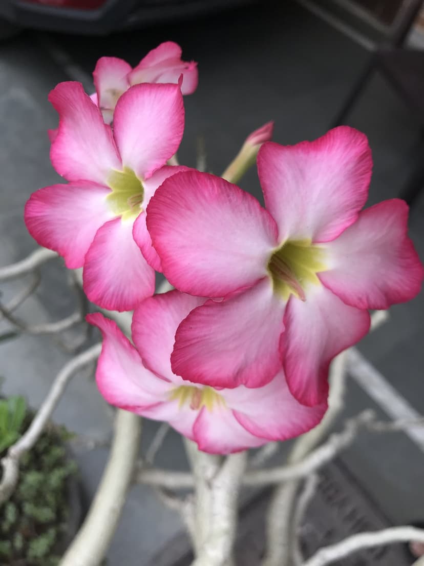 Adenium obesum flowers with pink edges and white centers bloom on gnarled stems in a detailed vertical close-up.