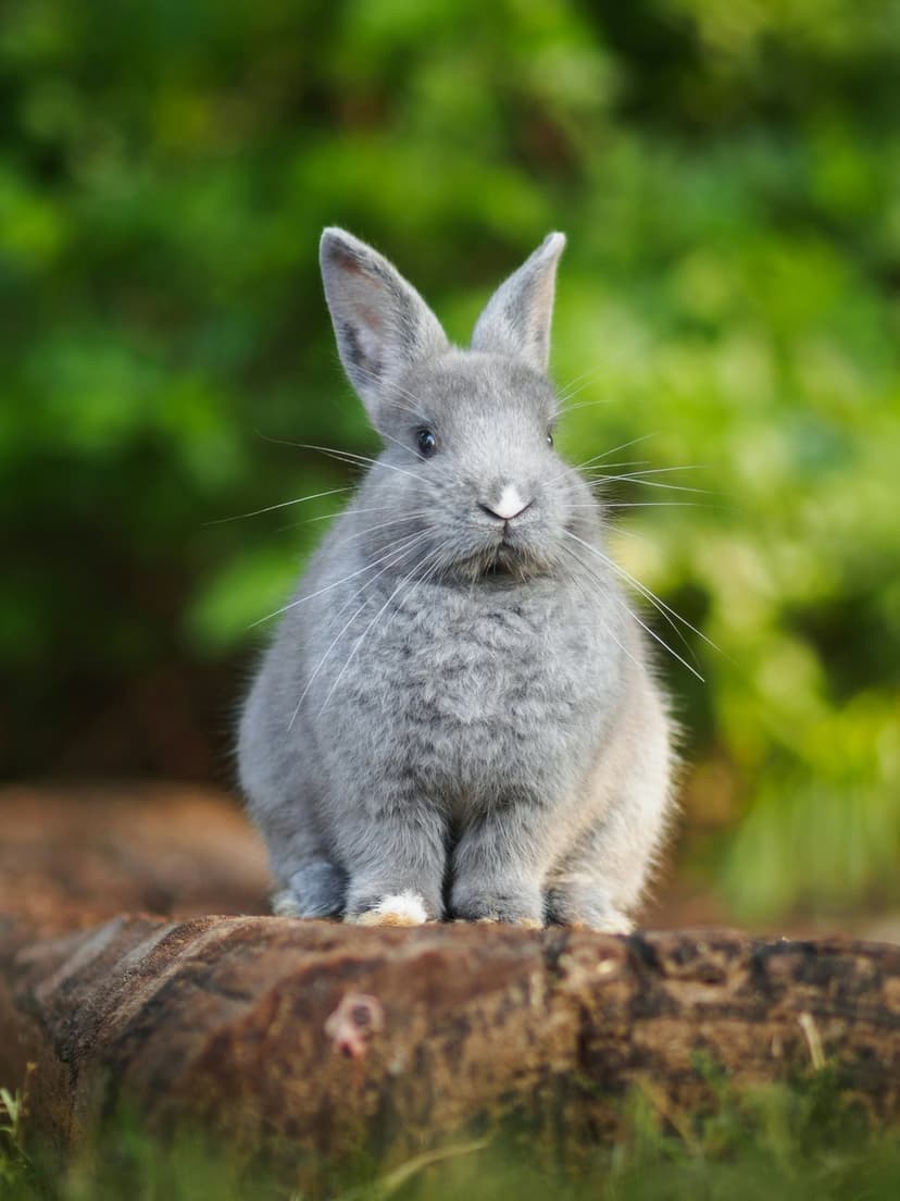 Gray bunny with alert ears sits on a textured wooden log against a soft blurred green forest background.