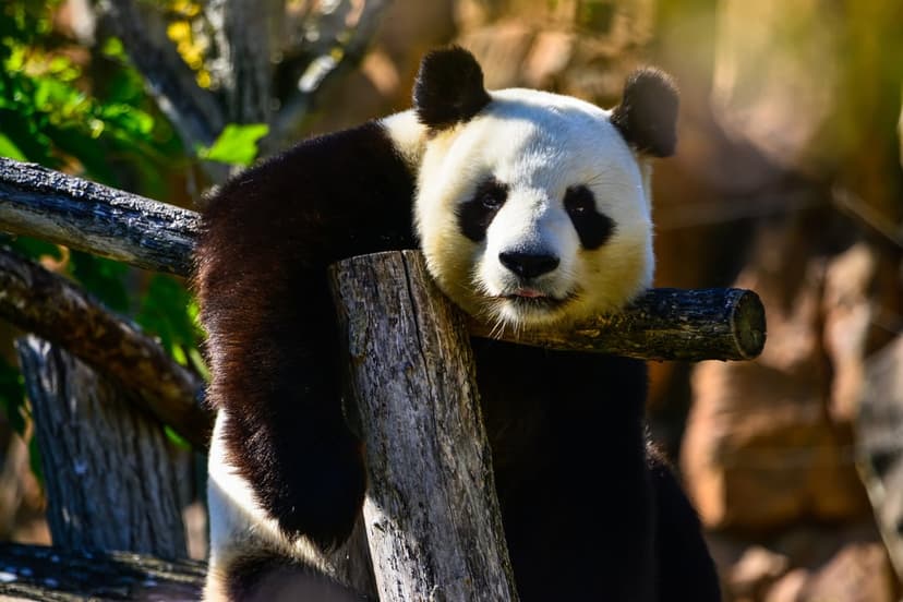 Giant panda with black and white fur rests on a thick wooden log surrounded by green leaves and soft sunlight.