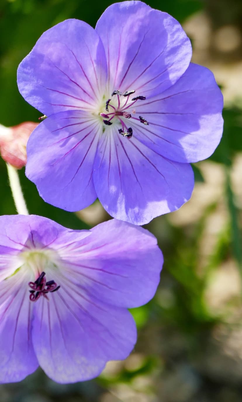 Purple geranium flowers with detailed veins and stamens appear against a blurred green and tan background.