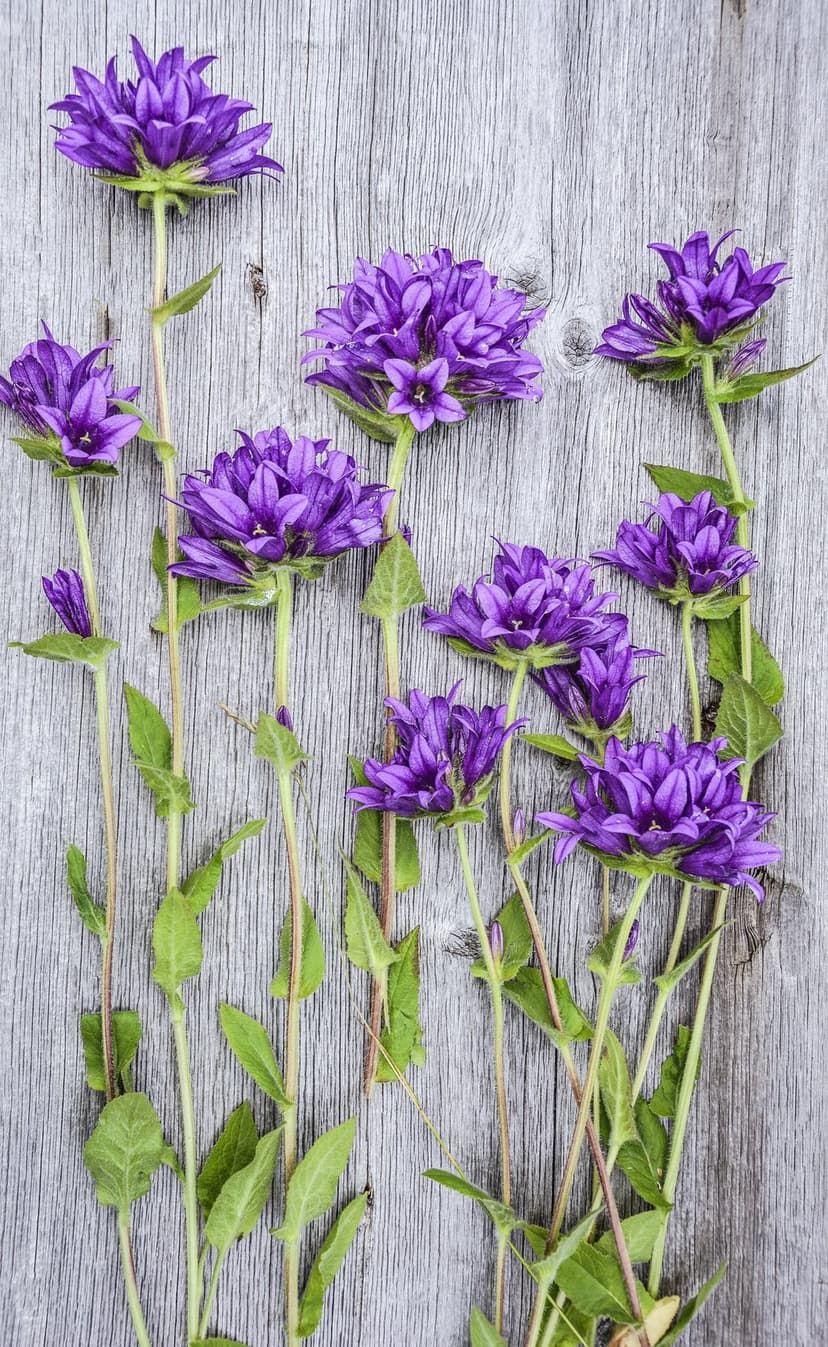 Purple bellflowers with green stems lay across a textured gray wooden surface in a high-angle floral composition.