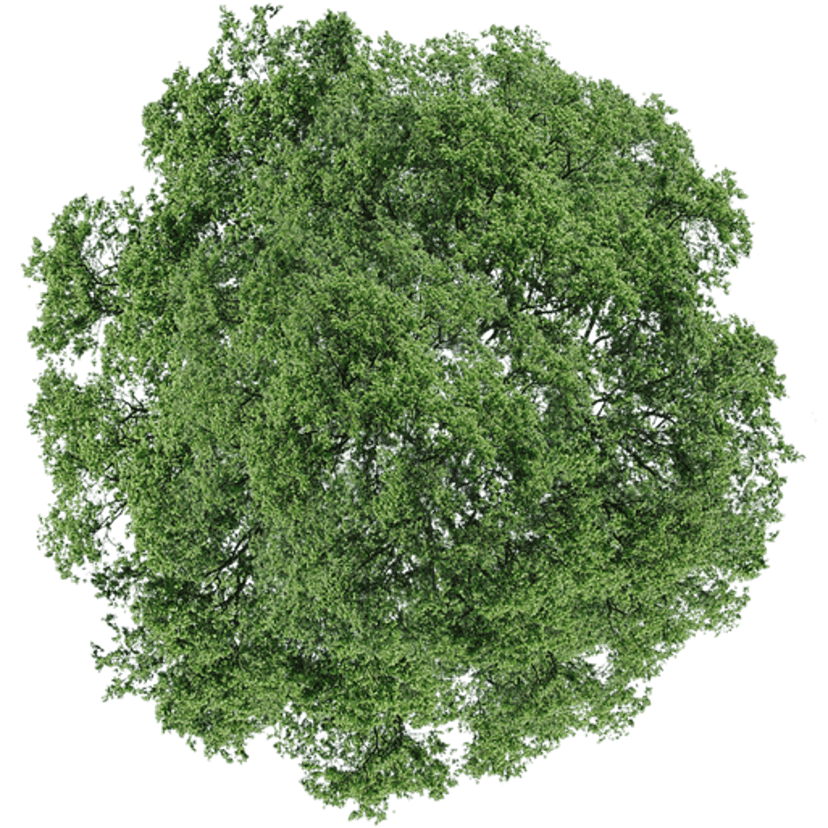 Top view green tree shrub featuring detailed leaf textures and overhead branch arrangements for landscape design.