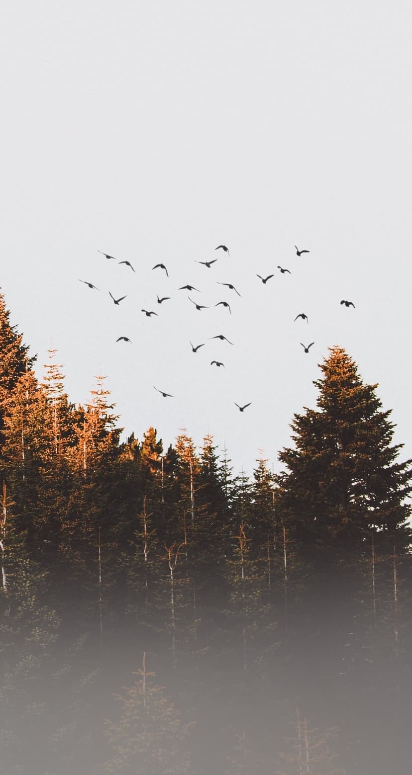 A flock of birds flies over a misty autumn forest during a golden sunset viewed from an aerial perspective.