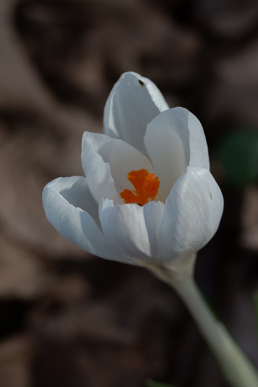 White crocus bloom with bright orange stamens shows translucent petals in a vertical macro nature photograph.