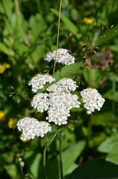 White Yarrow Meadow Flower Phone Wallpaper Background