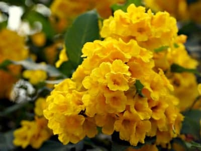 Vibrant Golden Trumpet Flower Mobile Phone Wallpaper