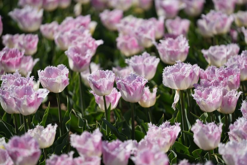 Pink and white fringed tulips with serrated edges bloom among lush green leaves in a soft spring meadow.