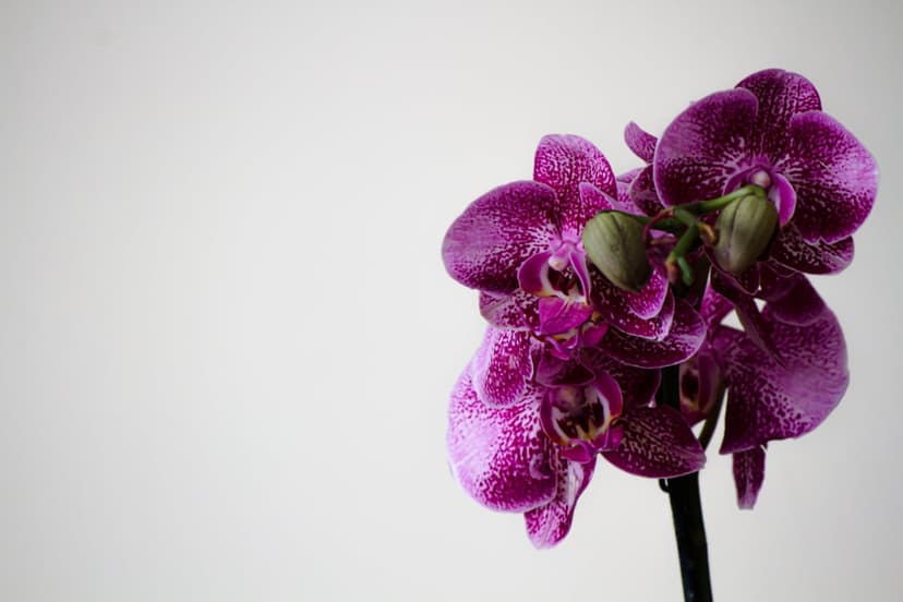 Purple orchid flowers with white speckled petals are centered against a light gray minimalist background.