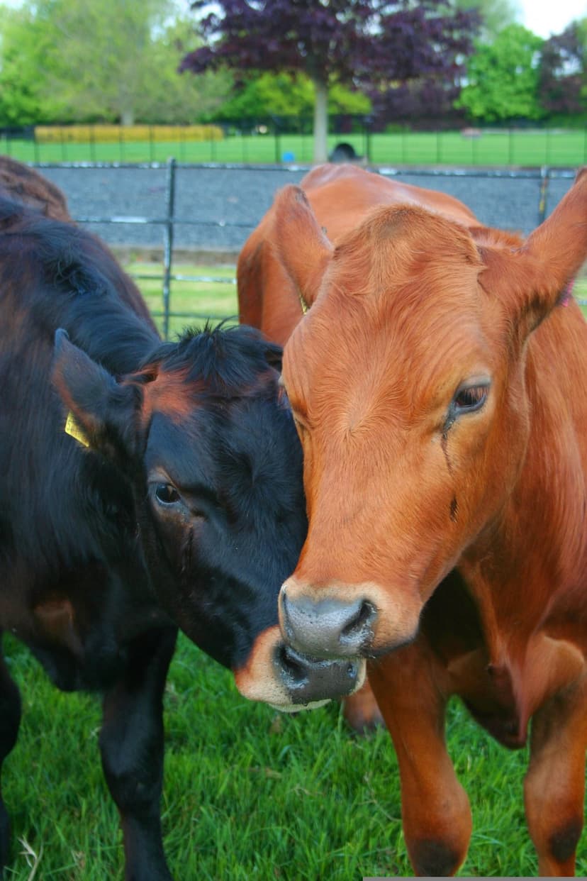 Black and brown calves nuzzle each other in a lush green pasture with a soft-focus background of farm fences.
