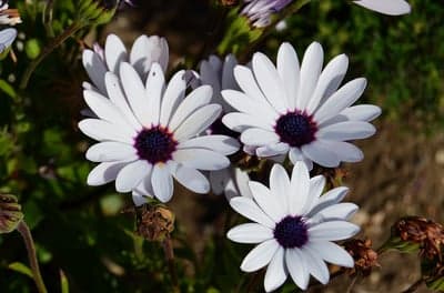 White Osteospermum African Daisy Mobile Wallpaper