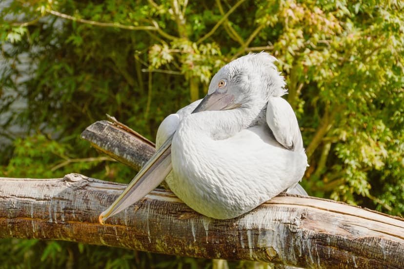 Juvenile white pelican with bright orange eyes and downy plumage rests on a rough tree branch in soft light.