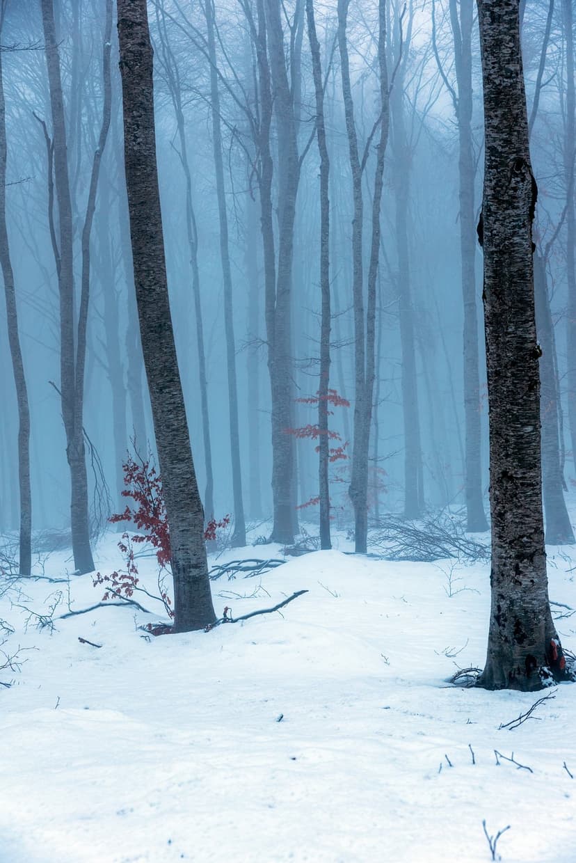Bare deciduous trees stand in deep snow surrounded by thick white mist in a quiet vertical winter forest scene.
