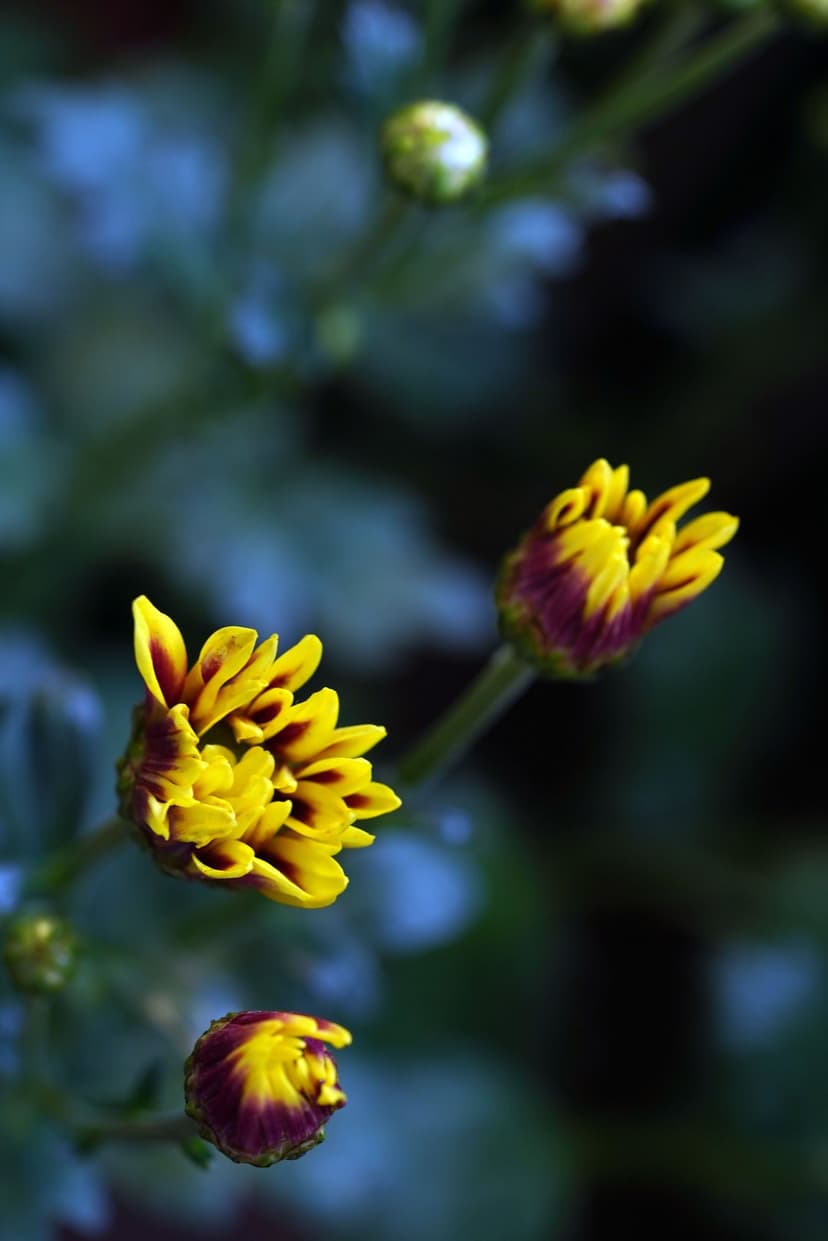 Yellow flower buds with purple veins emerge from green stems against a blurred dark blue background in close-up.