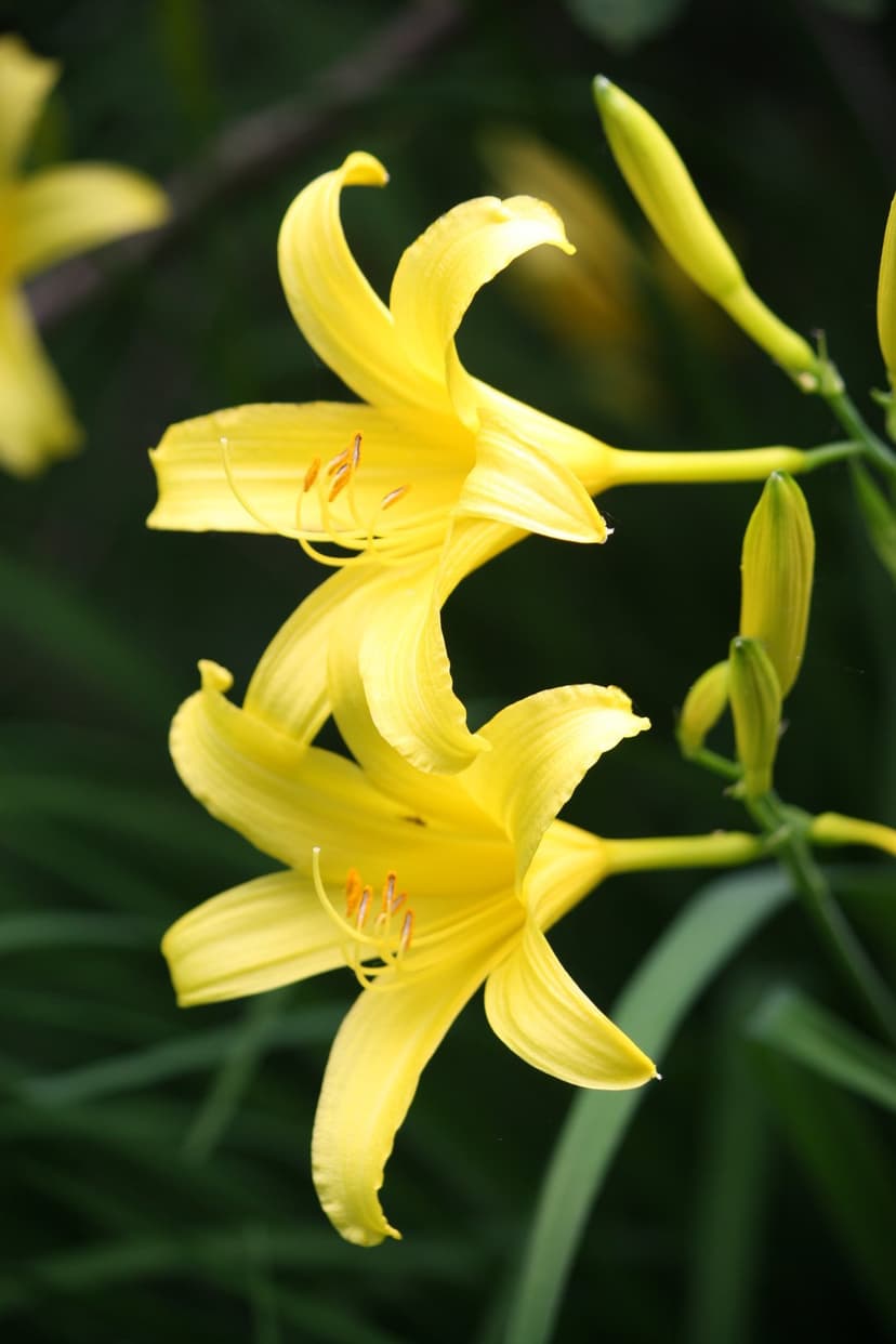 Yellow daylilies with orange stamens bloom in front of dark green leaves with a shallow depth of field.