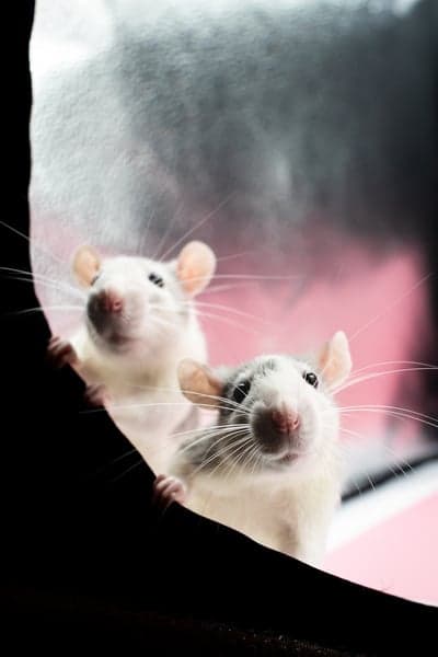 Two curious white rats peek over a dark surface
