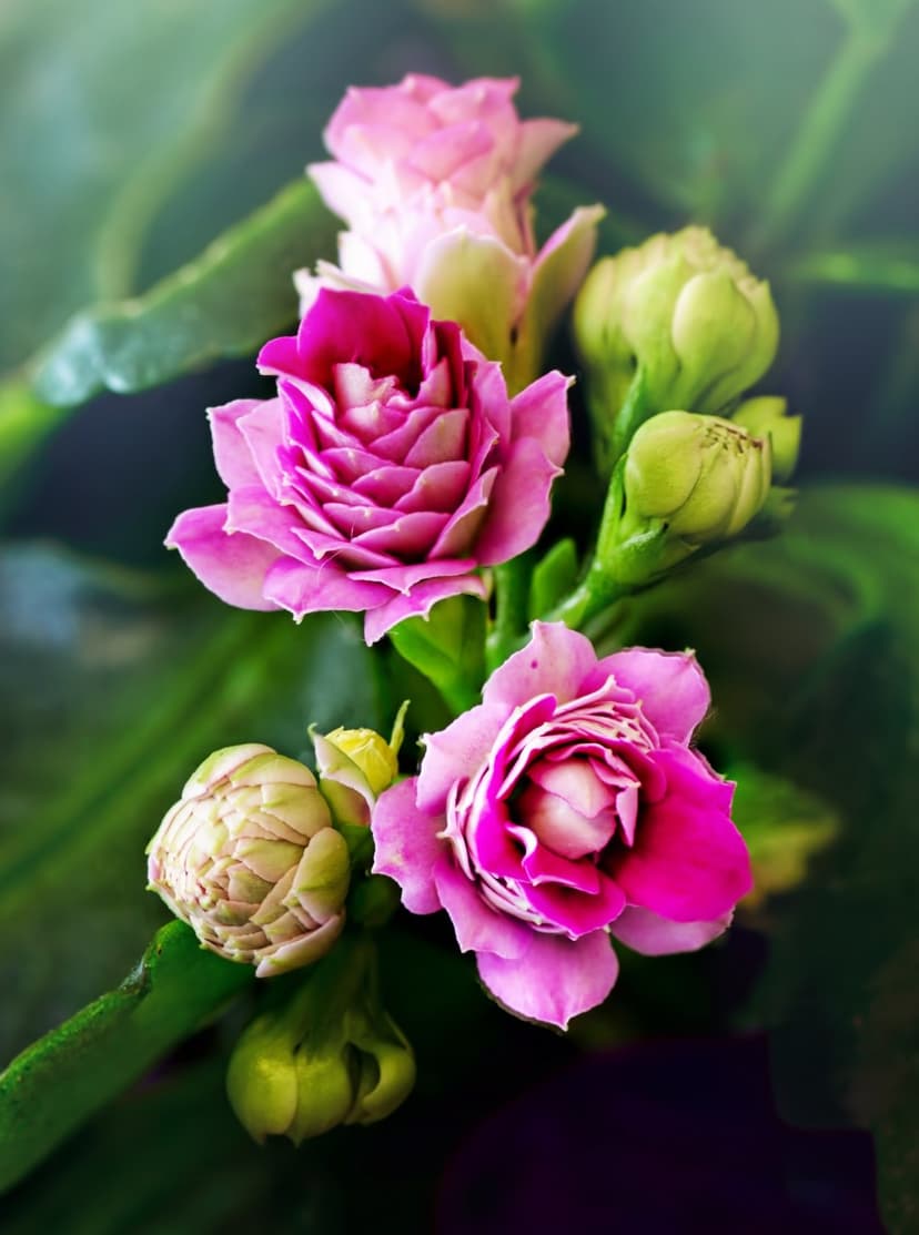 Clusters of pink Kalanchoe flowers with layered petals and green buds against a soft green foliage background.