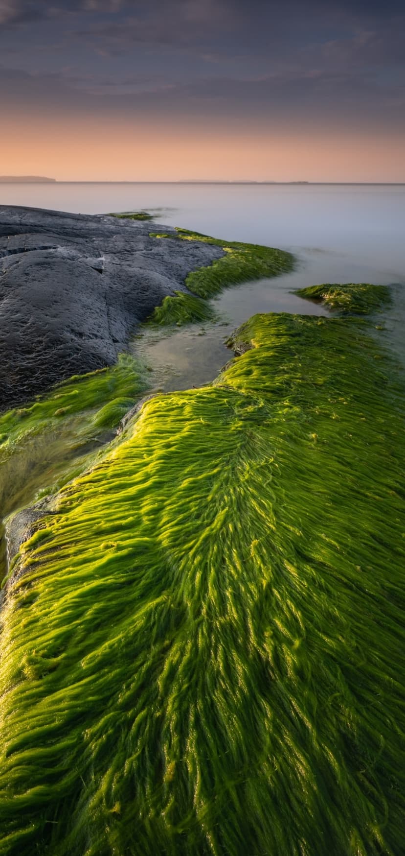 Green moss-covered rocks sit on a calm shoreline beneath a purple and orange gradient sky during twilight.
