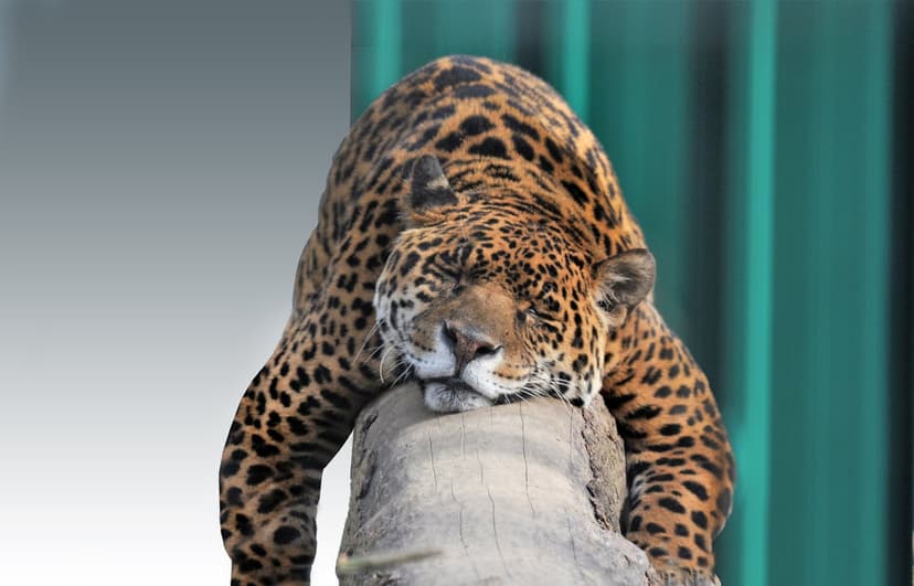 Jaguar with spotted rosettes sleeps on a weathered log against a blurred green enclosure background.