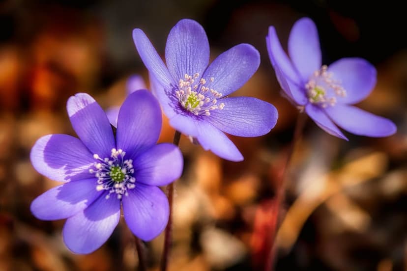 Three purple wildflowers with yellow stamens bloom amidst brown leaves under soft sunlight in a forest.