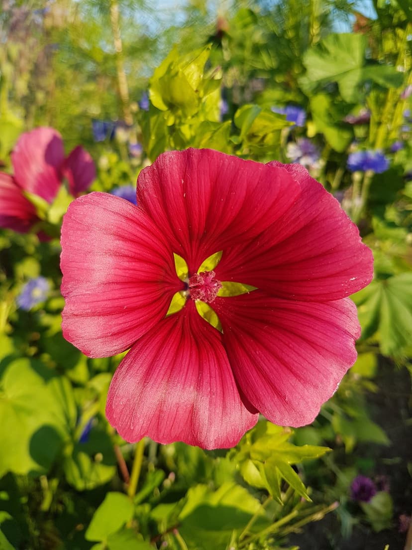 Scarlet flower with a yellow center glows in warm sunlight against a soft-focus green garden backdrop.