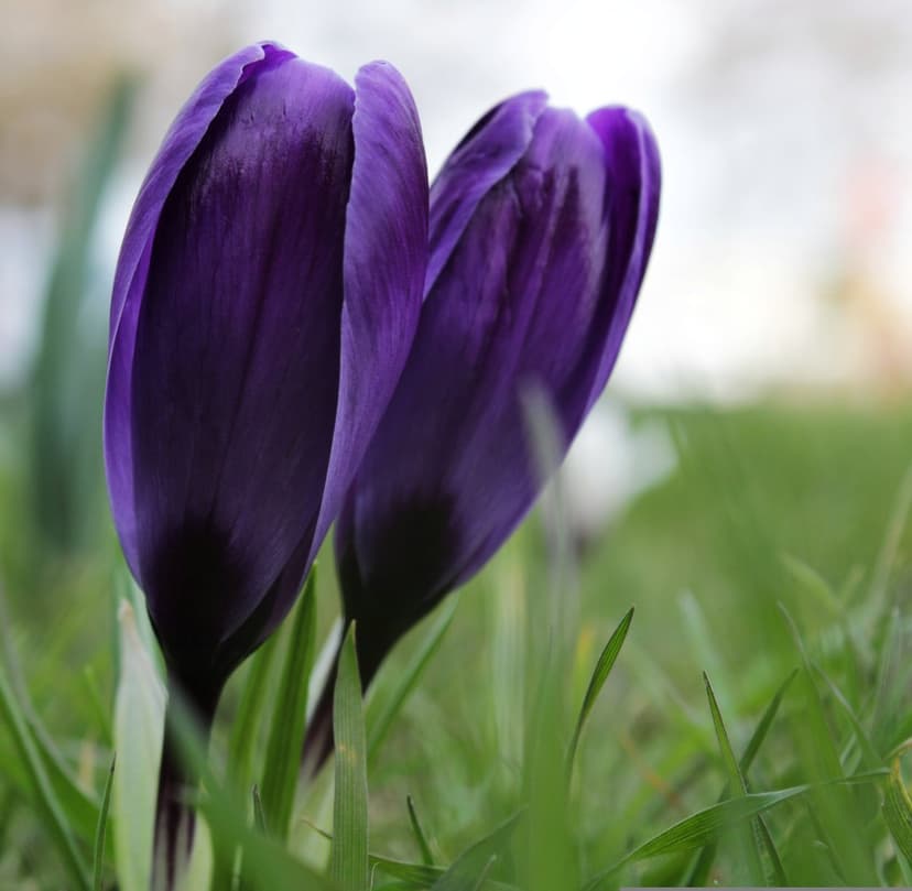 Two purple crocus buds rise from green grass blades with a soft bokeh background and detailed petal textures.