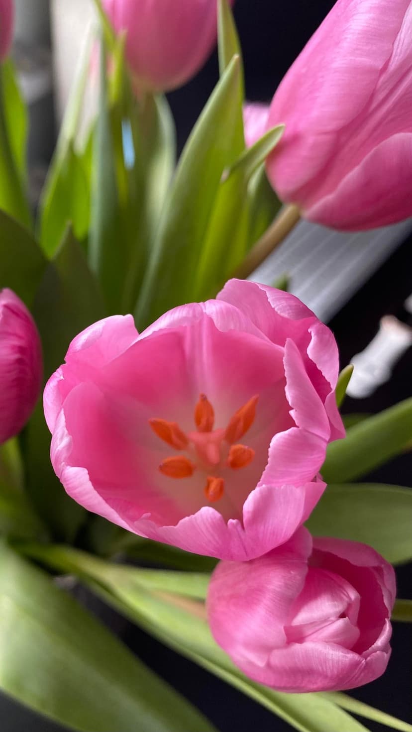 Pink tulips show soft petals and bright orange stamens against green leaves in a close-up vertical composition.