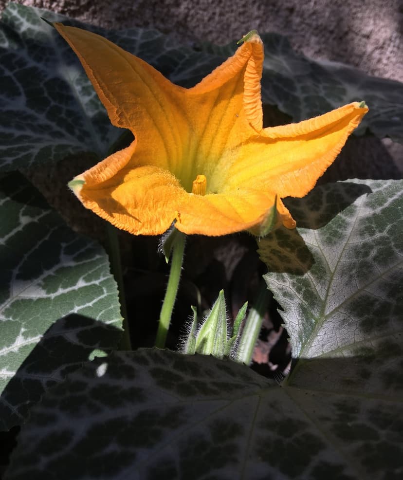 Orange squash blossom with velvety petals and a fuzzy stem surrounded by green leaves with white veins.