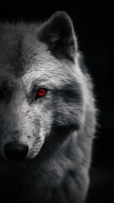 Intense Wolf Portrait with Piercing Red Eyes