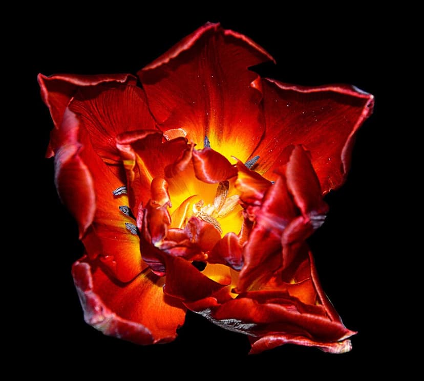 Red ruffled tulip with a bright yellow center opens against a solid black background in a macro close-up.