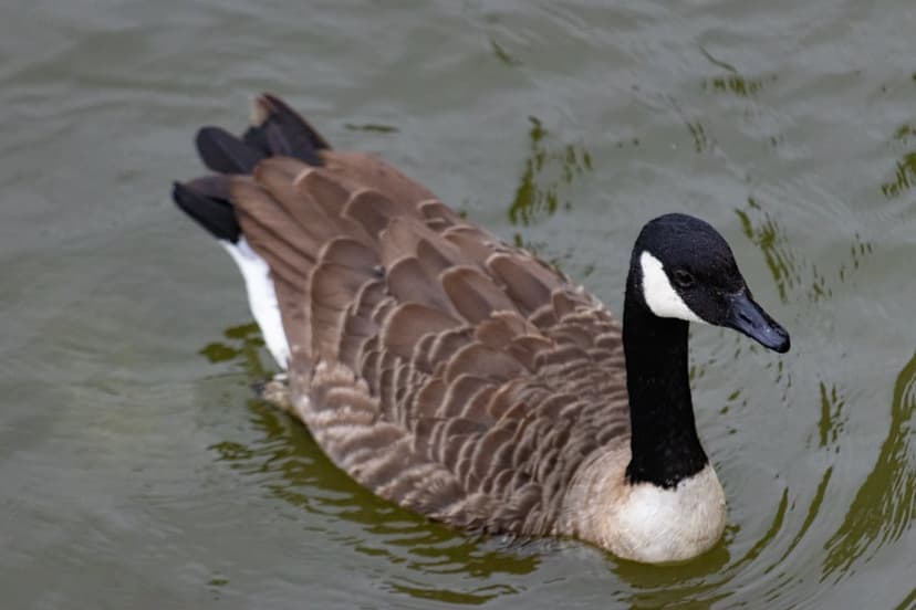 Canada goose with a black neck and white chin patch floats on water with gentle ripples in natural light.