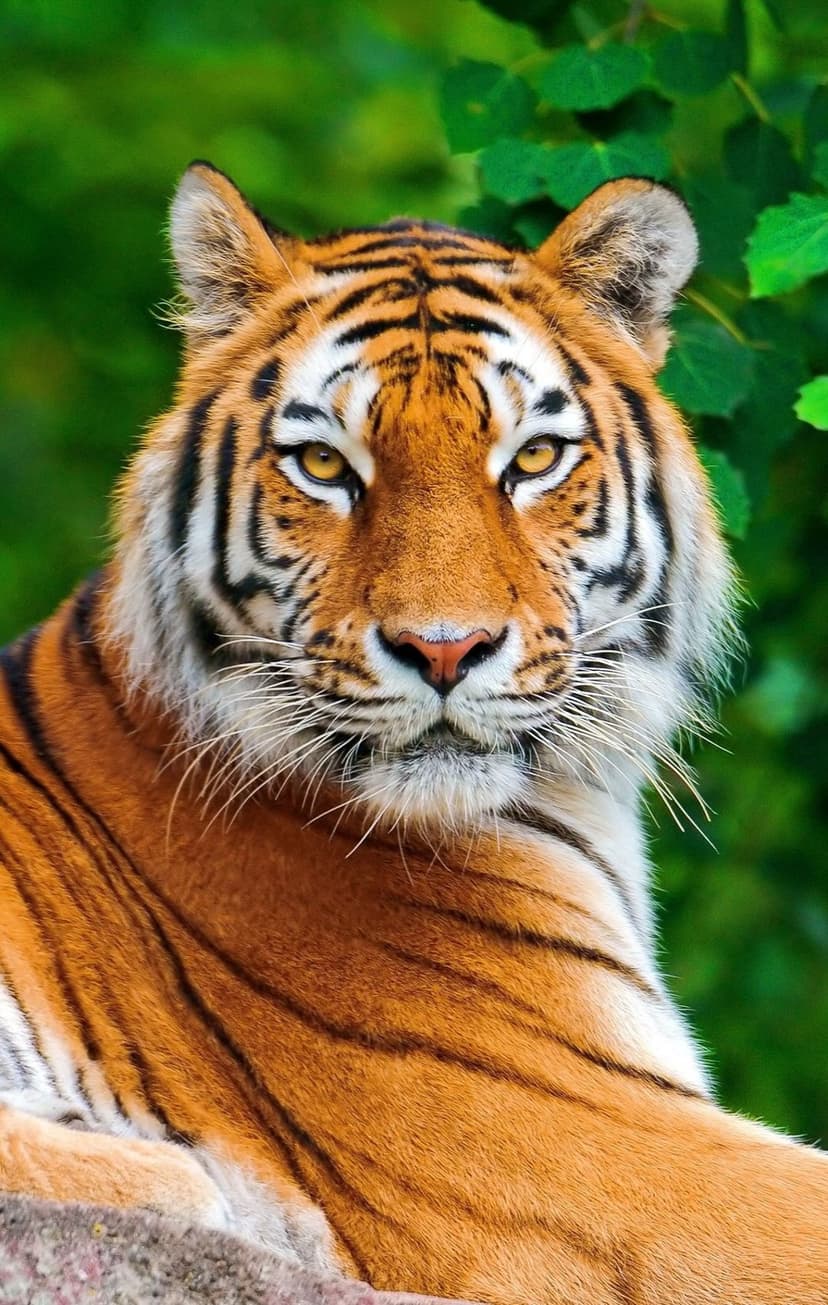 Bengal tiger with amber eyes and orange fur rests behind green leaves, showing detailed black stripes and whiskers.