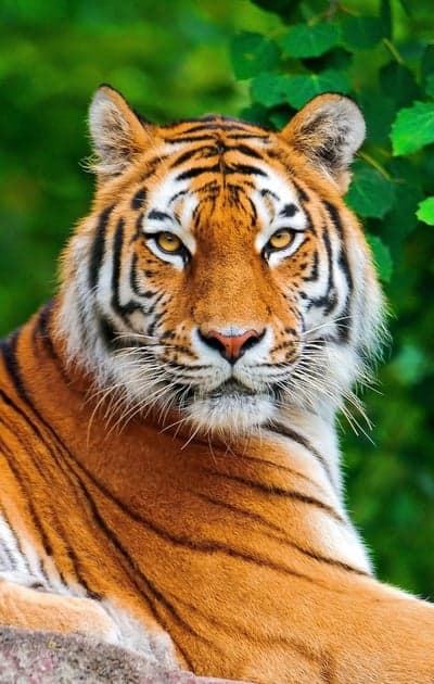 Close-up Portrait of a Majestic Bengal Tiger in Lush Greenery