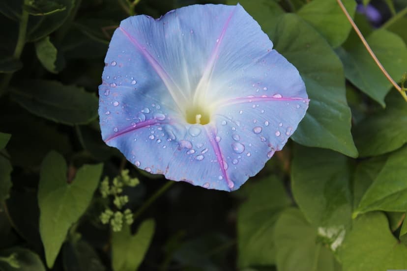 Blue morning glory flower petals with crystal water droplets and pink stripes against blurred green leaves.