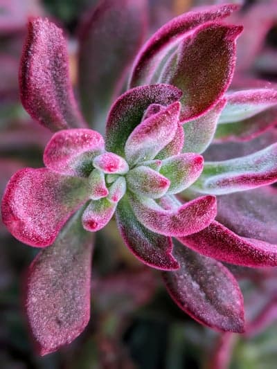 Close-up of a fuzzy pink and green succulent plant