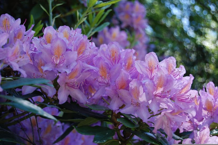 Purple rhododendron flowers with orange speckles bloom amidst soft-focus green leaves and warm dappled sunlight.