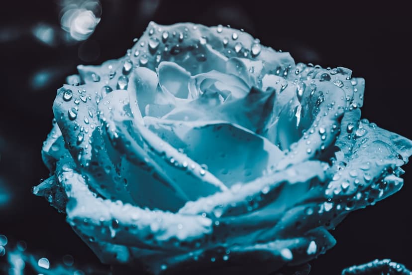 Teal rose petals covered in translucent water droplets set against a dark, moody blurred bokeh background.