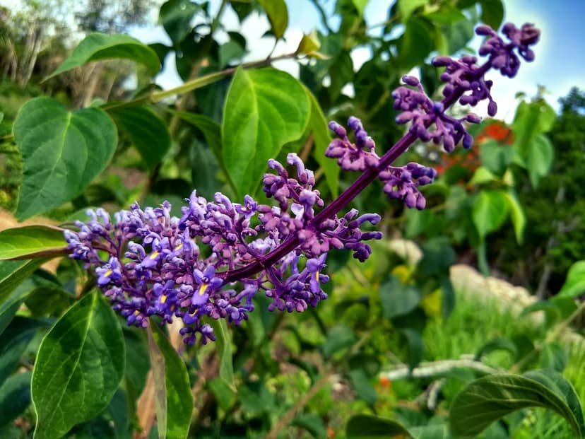 Violet flower cluster with yellow centers blooms on a dark stem surrounded by emerald green foliage.
