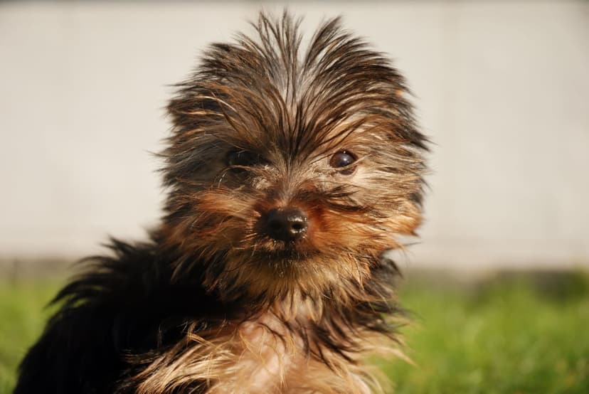 Yorkshire Terrier puppy with tousled tan and black fur sits in green grass while looking at the camera.