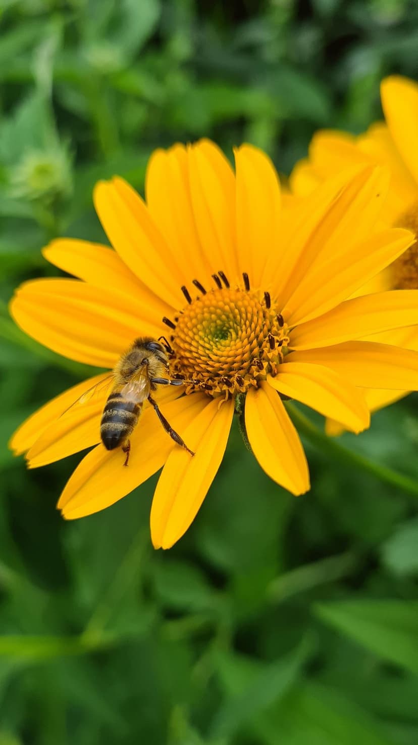 Striped honey bee with clear wings collects pollen from the center of a bright yellow flower with green background.