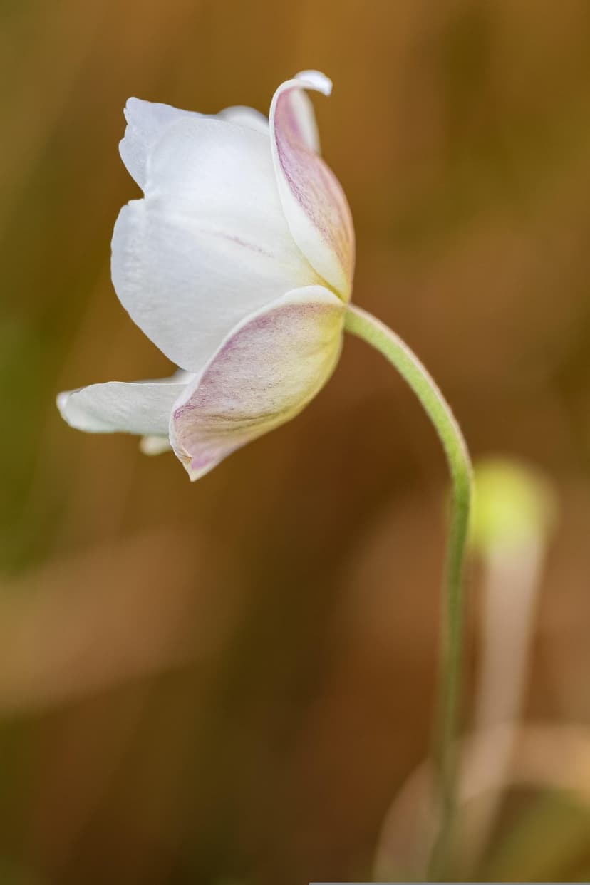 White anemone flower petals with subtle purple tips and a curved green stem against a soft brown background.