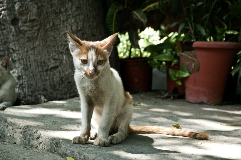 Calico kitten with bright eyes sits on a stone step in a sun-drenched garden among green foliage and clay pots.