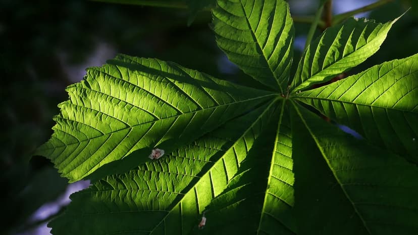 Green leaf veins glow with translucent light, showing intricate skeletal patterns and dark shadows in macro.