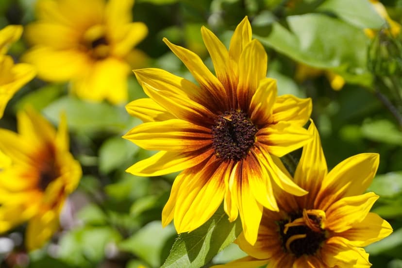 Sunflowers with bright yellow petals and dark textured centers glow against a soft green bokeh background.