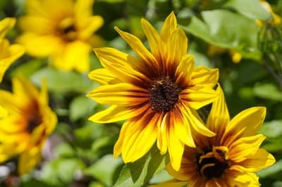 Sun-Drenched Sunflowers Vertical Tablet Wallpaper