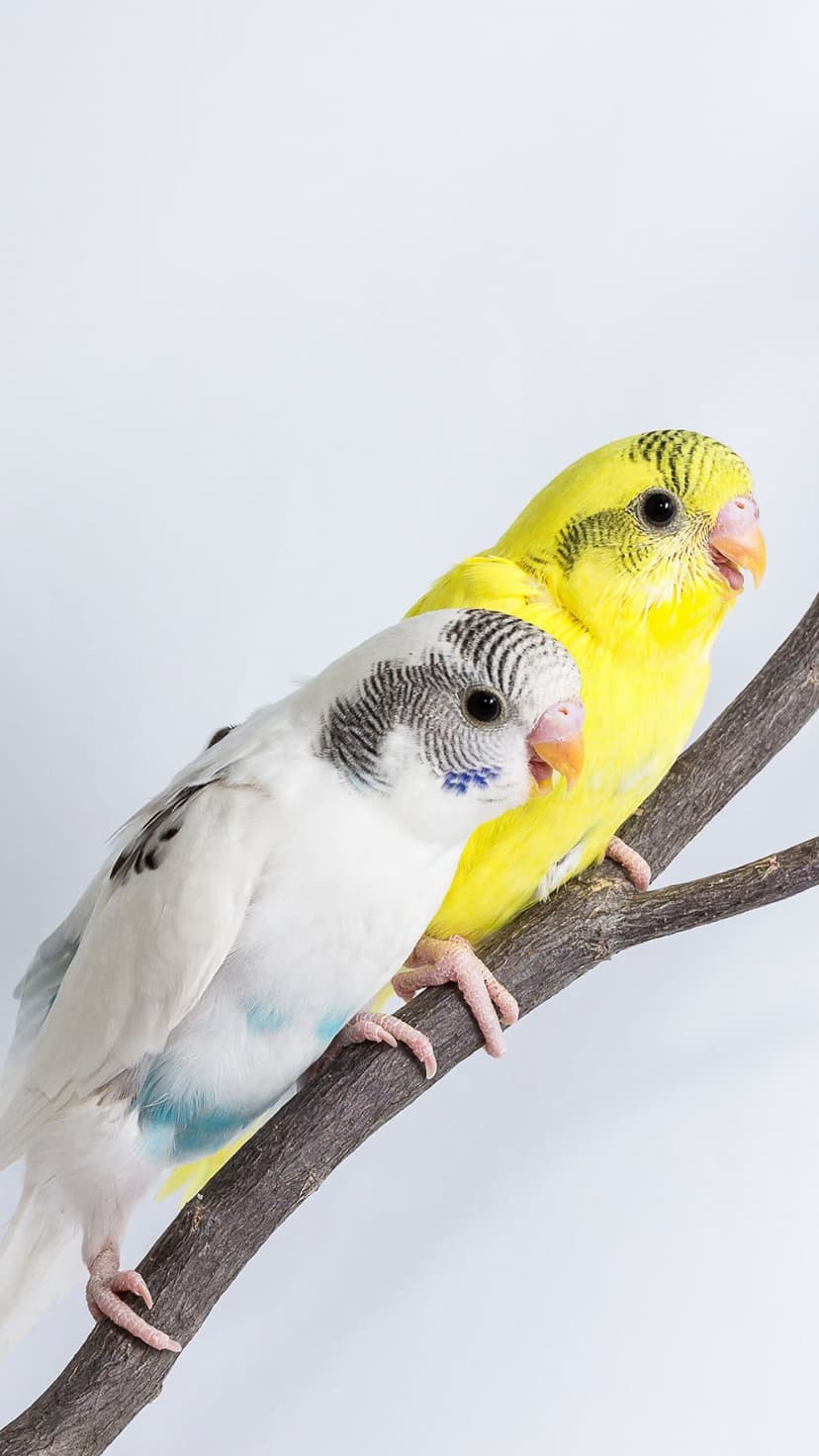 White parakeet with blue markings and a yellow budgie perch on a brown branch against a clean white background.