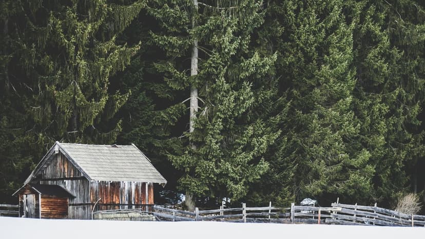Weathered wooden cabin and a split-rail fence sit amidst snow-dusted evergreen trees in a wintry alpine forest.