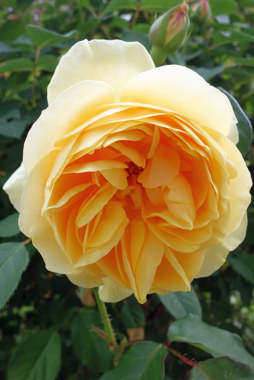 Ruffled yellow rose petals with apricot centers bloom against a soft green foliage background in a close-up view.