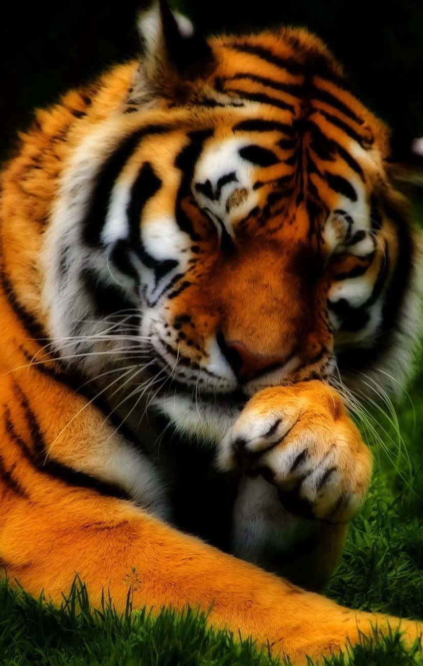 Tiger with orange and black fur sleeps peacefully with paws on its face while lying in vibrant green grass.
