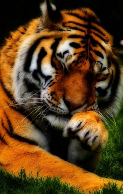 Close-up of a tiger sleeping in lush green grass